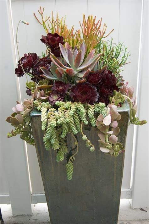 Succulent Arrangement From Simply Succulents Tall Succulents Growing