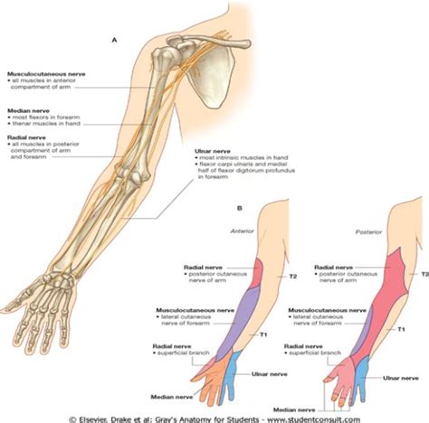 Pin By Robert Wang On Healthy Living Ulnar Nerve Nerve Anatomy