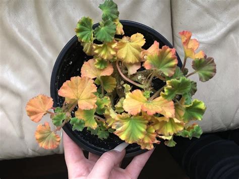 Yellow Leaves Of The Geranium What Is Happening Complete Gardering