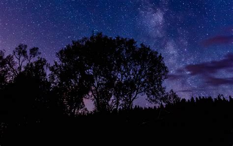 Download Wallpaper 1680x1050 Tree Silhouette Starry Sky Night Dark