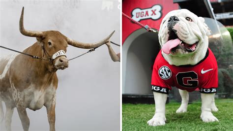 Peta Calls For End To Live Animal Mascots After Bevo Uga Incident At