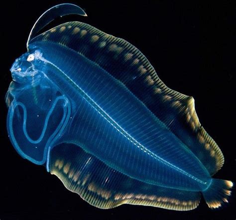 Abyss Fish Deep Sea Creatures Deep Sea Life Sea Creatures