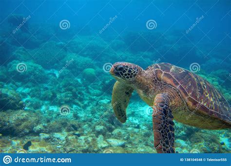 Sea Turtle In Coral Landscape Exotic Marine Turtle