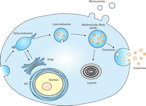 Frontiers The Role Of Bone Derived Exosomes In Regulating Skeletal