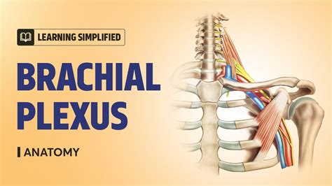 Learning Simplified Brachial Plexus Anatomy Prepladder Pg Youtube