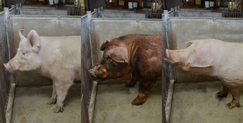 Breeding｜what We Do｜global Pig Farms Inc