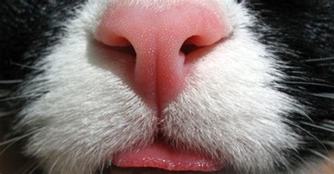 Liver shunts in kittens and young cats, liver shunts top the list of common causes of liver malfunction. Cancer in My Cat's Nose | eHow UK