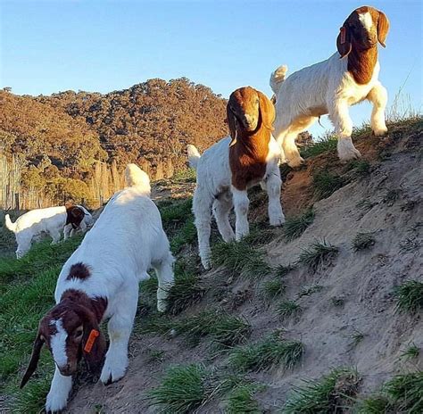 Pure Bred Boer Goats For Sale Farming Ads