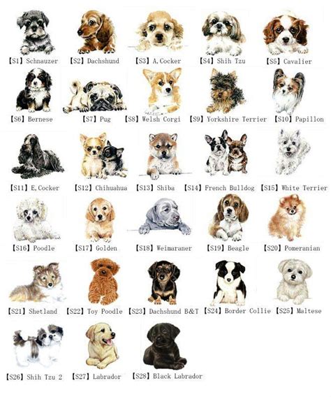 Dog Breed Names Dog Breeds Chart Types Of Dogs Breeds