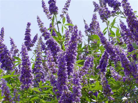 Maybe you would like to learn more about one of these? PLANTanswers: Plant Answers > Texas Lilac Vitex * The Next ...
