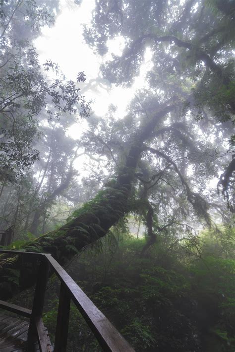 Beautiful Rain Forest At Ang Ka Nature Trail In Doi Inthanon National