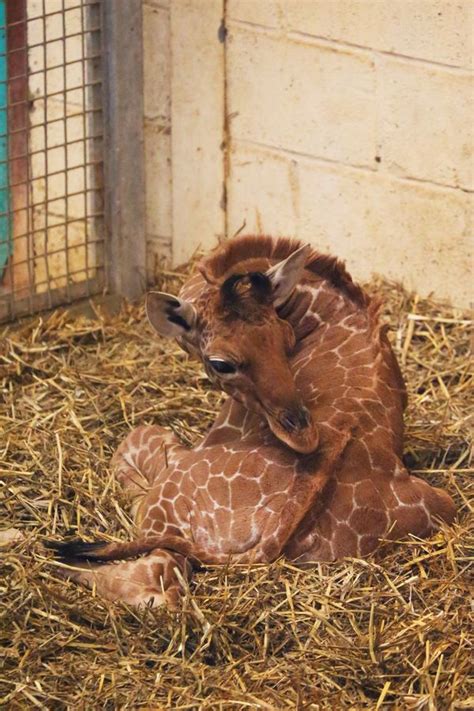 How tall does a new born baby giraffe get? It's a Girl! Whipsnade Zoo Welcomes a Giraffe Calf - ZooBorns