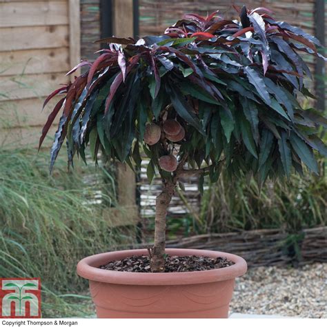 The crimson bonfire peach tree averages around 6 feet tall at mature height and full size. Prunus persica 'Crimson Bonfire', Peach 'Crimson Bonfire ...