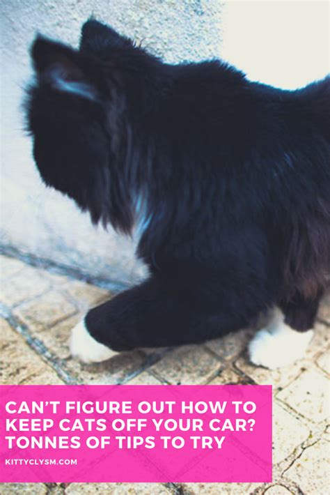 As well as the other elements such as bad weather, bird poop, and other things that can damage your paintwork over time. Can't Figure Out How to Keep Cats Off Your Car? Tonnes of ...