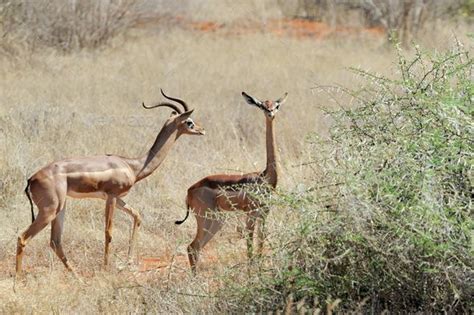 Gerenuk In National Park Of Kenya Africa National Parks African