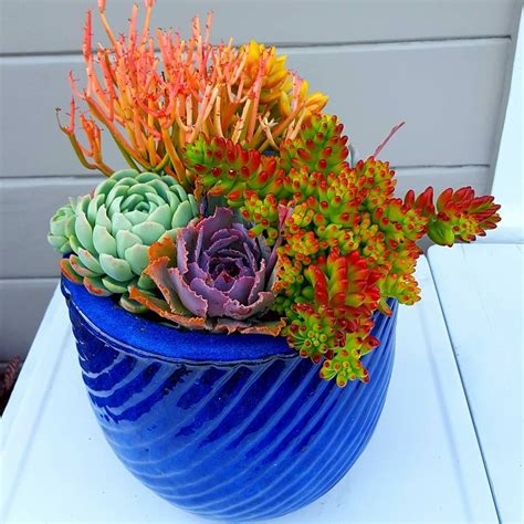 Pin On Succulent Container Gardens