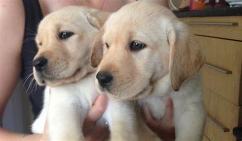 Golden retriever puppies make excellent family pets and we have a wide selection of puppies for you. GOLDADOR PUPPIES (Lab & Golden Retriever Mix) for Sale in ...
