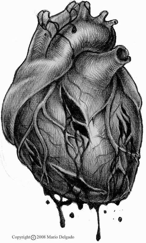 Pin By B On Realistic Heart Tattoo Anatomical Heart Art Heart Drawing