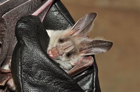Bats The Fall From Grace Nature Infocus
