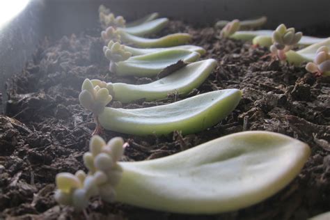 Part 2 How To Start Growing Your Succulent Bright Life Blog