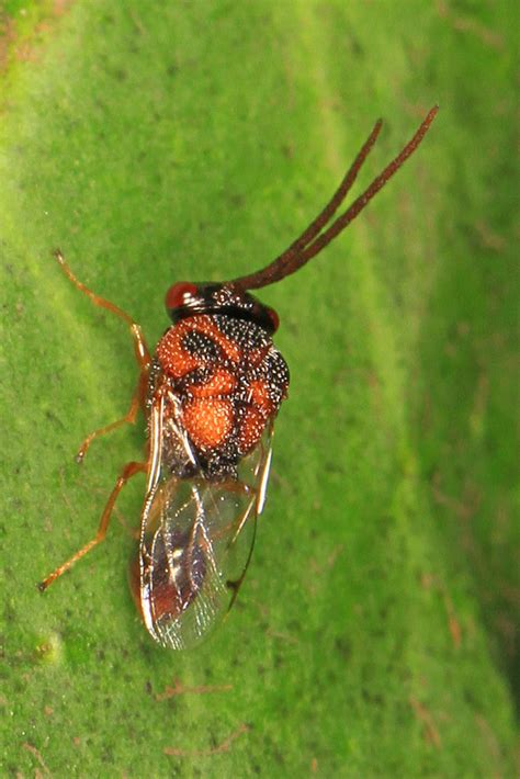 Eucharitid Wasp Obeza Floridana Everglades National Par Flickr