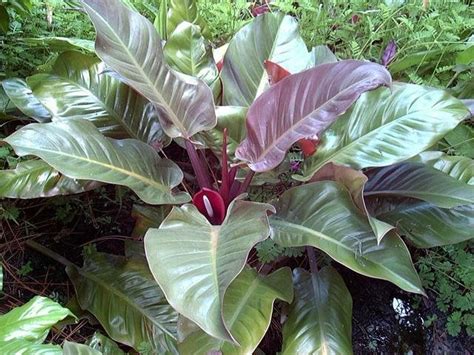 Dwarf cultivars will grow to only 3 ft (90 cm) tall. PlantFiles Pictures: Red-Leaf Philodendron 'Imperial Red' (Philodendron erubescens), 1 by xyris