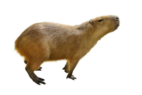 Capybara Animal Facts Hydrochoerus Hydrochaeris Az Animals