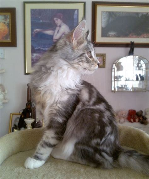 Maine coon cats & maine coon cat breeders. Pin on Majesticoon Serefina. Maine Coon Cat
