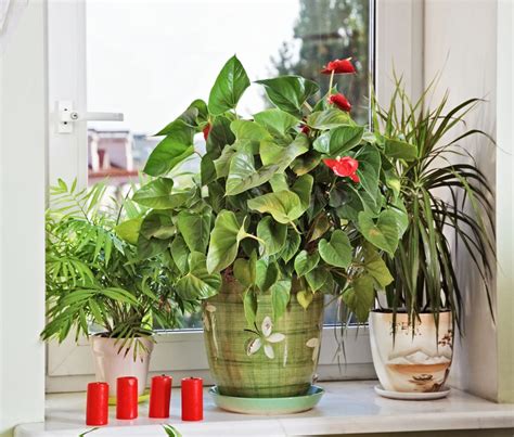 And all plants in pots, however low maintenance, do at least need watering and feeding! Pin on When did I get plants?