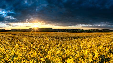 Yellow Rapeseed Field During Sunrise HD Flowers Wallpapers ...