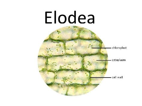 Cell Slides For Lab