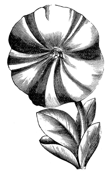 Vintage Floral Clip Art Petunias The Graphics Fairy