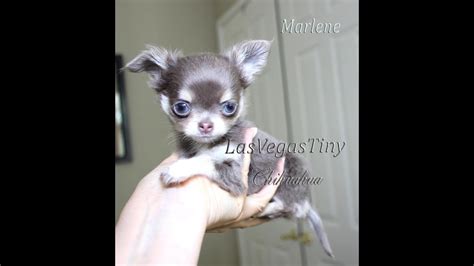 Newborn Lilac Chihuahua Puppy Micro Youtube