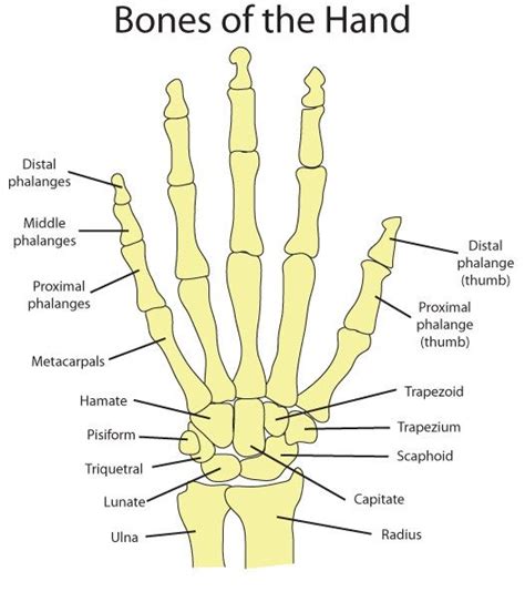De 25 Bedste Idéer Inden For Hand Bone Anatomy På Pinterest Skeleton