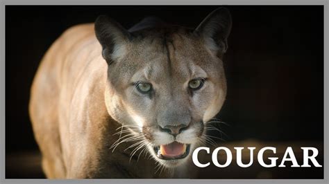 Cougar Scream At Night In The Woods Mountain Lion Sounds Very Scary