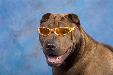 Funny Sharpei Dog With Sunglasses Stock Image Image Of