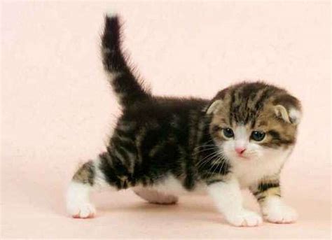 With a lifespan of around 12 to 14 years, and this being an average in the cat world, you may also want to consider health insurance for your munchkin and. How Much Are Munchkin Cats Cost - Food Ideas
