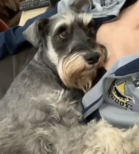 Maybe you would like to learn more about one of these? Salt & pepper mini schnauzer in 2020 | Mini schnauzer ...
