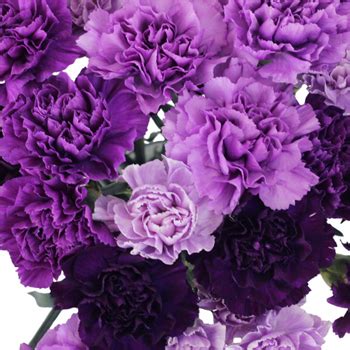 This is natural product which has been dried and tinted. Purple Carnation Flowers Mixed