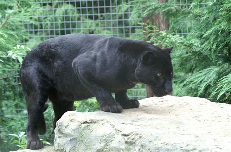 Black Panther Animal Information All You Need To Know