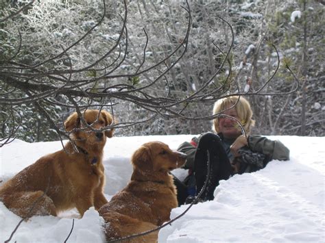 Goldens Loving The Snow Rescue Dogs Golden Retriever Dogs