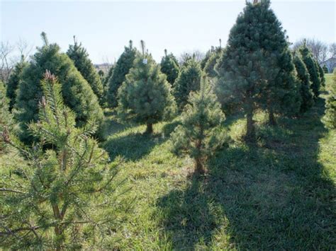 Glastonbury is located along the connecticut river, providing ideal landscape for farms, including ones that offer. How to Pick a Christmas Tree; Where to Cut Yours Near ...