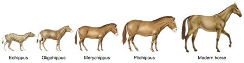 The History Of Horses Horse How The Horse Has Shaped Civilizations