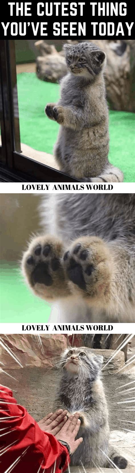In google's global year in search 2020 the meme was the most popular dance. 40+ Cat Memes To Make You Laugh Until You Cry in 2020 ...
