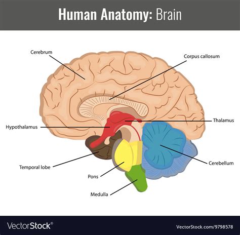 Human Brain Images Anatomy