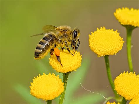 ¿por qué son importantes las abejas para la vida humana