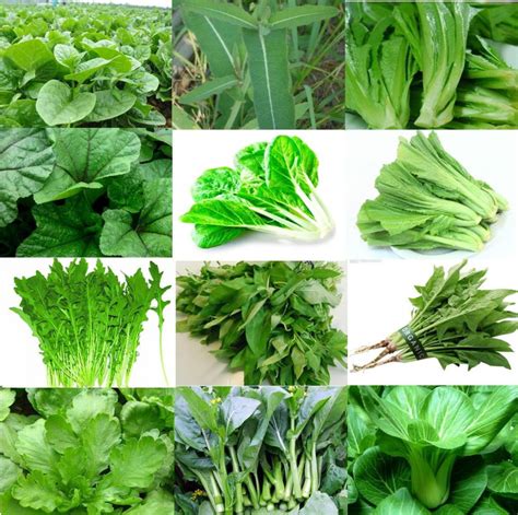 Similar to white, green, and black tea leaves (each of which are different aged leaves of the same plant), baby spinach is flat leaf spinach that has been picked off the plant when it is still small. La col Vs la espinaca ¿Cuál es la más sana? (Infográfico)