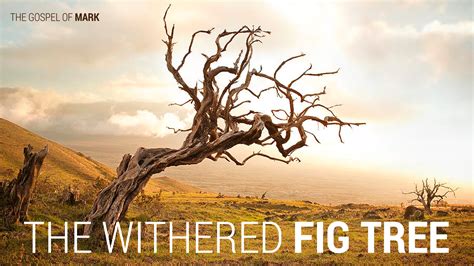 The Withered Fig Tree St Georges Church Burlington