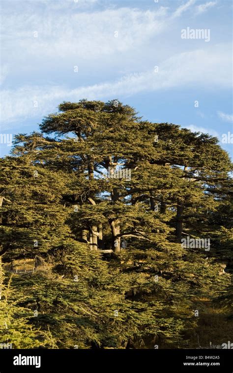 Cedar Of Lebanon Hi Res Stock Photography And Images Alamy