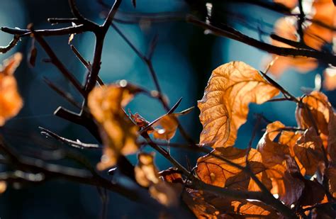 Leaves Nature Depth Of Field Fall Twigs Wallpapers Hd Desktop And